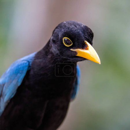 Photo for Portrait of a Yucatan jay - Royalty Free Image