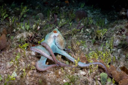 Caribbean reef octopus on coral reef