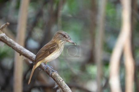 Photo for Bright-rumped attila on a perch - Royalty Free Image