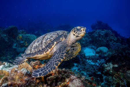Hawksbill turtle on coral reef
