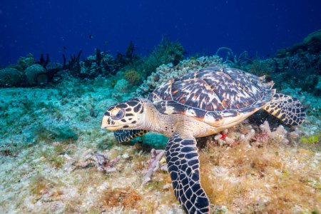 Falkenschildkröte frisst Korallen am Riff