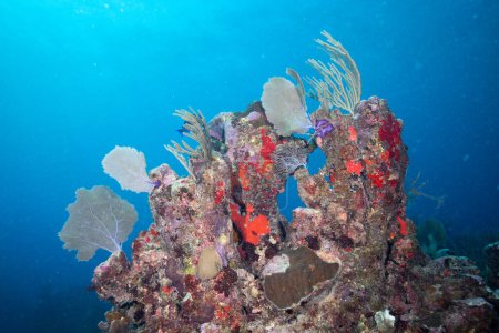 Téléchargez les photos : Beau corail au fond de l'océan - en image libre de droit