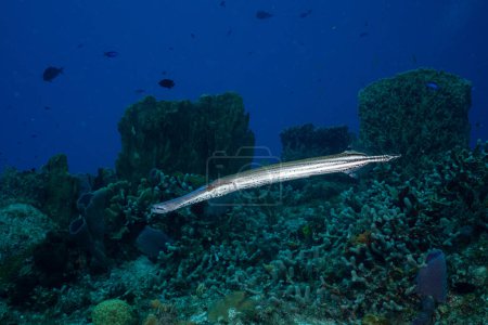 Téléchargez les photos : Poisson trompette de l'Atlantique Ouest sur le récif corallien - en image libre de droit