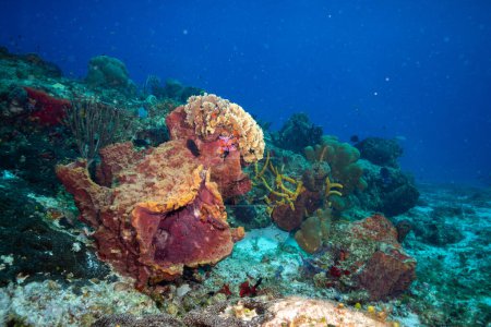 Téléchargez les photos : Coraux dans le récif méso-américain - en image libre de droit