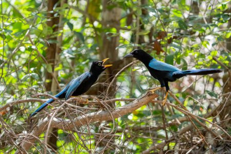 Photo for Adult and juvenile yucatan jays - Royalty Free Image