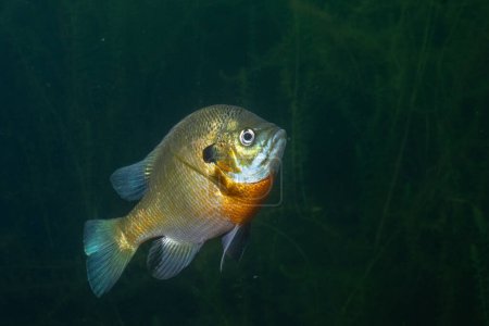 Photo for Bluegill in a dark lake - Royalty Free Image