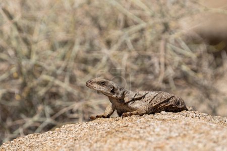 Photo for Common chuckwalla basking on a rock - Royalty Free Image