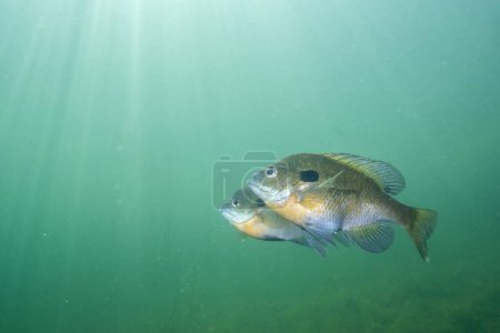 Photo for Two bluegill swimming with sun over the water - Royalty Free Image
