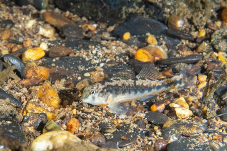 Tennessee snubnose darter on river bed