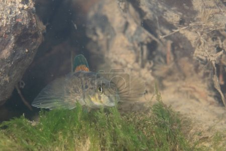 Photo for Greenside darter displaying in a river - Royalty Free Image