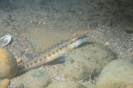 Slenderhead darter displaying at bottom of a river
