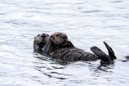 Photo for Sea otters together in the ocean - Royalty Free Image