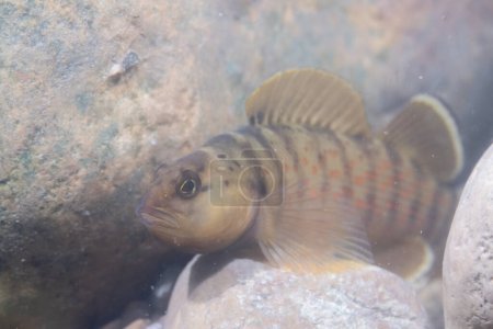Bluebreast darter with fins splayed out