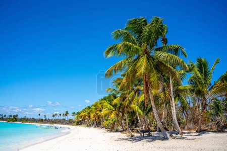 Téléchargez les photos : Plage tropicale avec palmiers. - en image libre de droit
