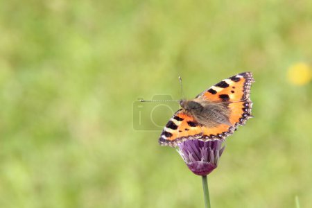 Téléchargez les photos : Fuchs Schmetterling auf einem Schnittlauch - en image libre de droit
