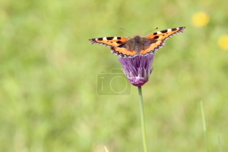 Fuchs Schmetterling auf einem Schnittlauch