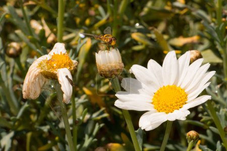 Téléchargez les photos : Margeriten mit einer Biene - en image libre de droit