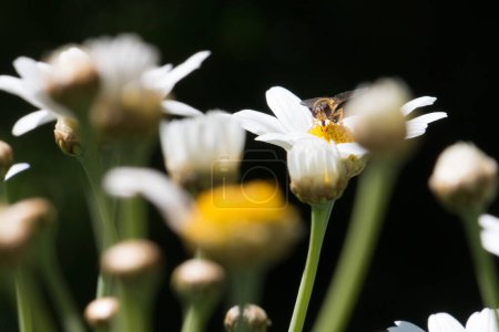 Téléchargez les photos : Margeriten mit einer Biene - en image libre de droit