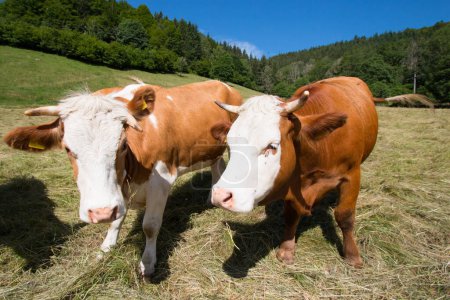 Téléchargez les photos : Vache dans un paysage vert - en image libre de droit