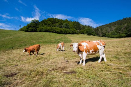 Vache dans un paysage vert