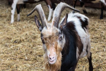 Téléchargez les photos : Chèvre dans la ferme - en image libre de droit