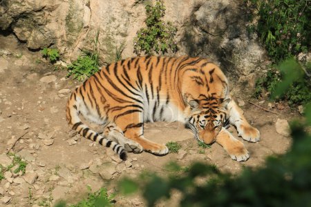 bengal tiger in the zoo.