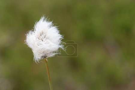 Foto de Wollblumen Blume im Naturschutzgebiet - Imagen libre de derechos