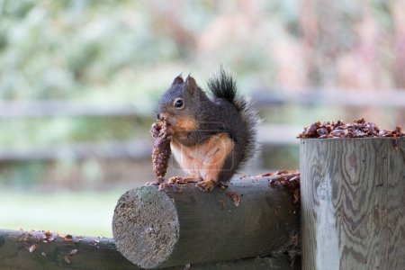 écureuil brun assis sur la clôture