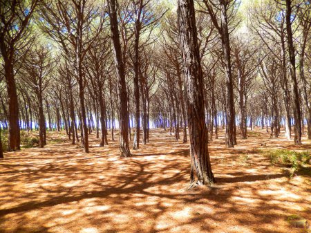 Téléchargez les photos : Trockener Wald in der Toskana - en image libre de droit