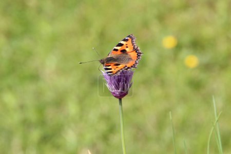 Téléchargez les photos : Schmetterling auf einem Schnittlauch - en image libre de droit