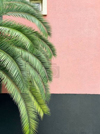 Foto de Hojas verdes de palma y la pared contrastante del edificio, rosa y gris - Imagen libre de derechos
