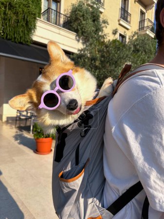 Foto de Feliz lindo corgi en gafas de sol en el día de verano. El hombre lleva un corgi en una mochila - Imagen libre de derechos