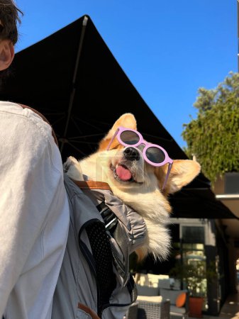 Foto de Feliz lindo perro en gafas de sol en el día de verano. El hombre lleva un corgi en una mochila - Imagen libre de derechos