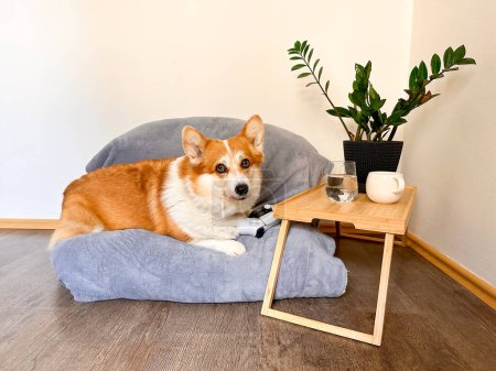 Foto de Lindo cachorro esperando un juego de videojuegos con su dueño en un sofá pequeño. Ocio con un perro, vista frontal, corgi rojo-blanco - Imagen libre de derechos