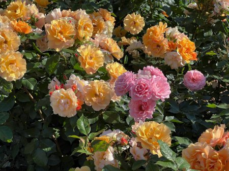 Foto de Melocotón y rosas flores de rosas en plena floración en el jardín - Imagen libre de derechos