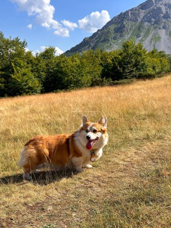 Foto de El perro es un corgi rojo-blanco que descansa en un prado de alta montaña. Lengua sobresaliendo, orejas presionadas hacia atrás. El perro está cansado de un largo paseo, el lenguaje corporal de los perros - Imagen libre de derechos