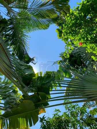Foto de El cielo azul está rodeado de plantas tropicales y palmeras en forma de marco. Vista desde abajo, colores brillantes, tema tropical - Imagen libre de derechos
