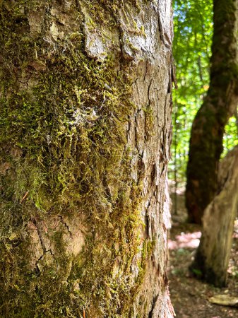 Foto de Corteza de árbol vieja cubierta de musgo de cerca. En medio de un bosque soleado - Imagen libre de derechos