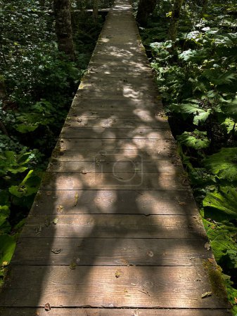 Foto de Sendero de madera para caminar dentro del parque. En la superficie de los tablones hay manchas visibles de luz y sombras de gruesas coronas de árboles. - Imagen libre de derechos