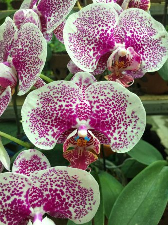 Foto de Phalaenopsis aphrodite es una especie de orquídea epifita originaria de Taiwán. Flores verdes suaves con fragmentos púrpura brillante - Imagen libre de derechos