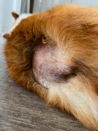 Foto de Mopping eczema en la zona de la cola y pequeña alopecia en el perro en la parte posterior. Visita al veterinario, foto vertical - Imagen libre de derechos