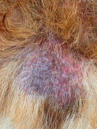 Foto de Dermatitis por pulgas en el área de la cola y una pequeña alopecia en el perro en la espalda. Visita al veterinario, foto vertical - Imagen libre de derechos