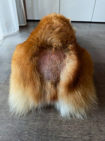 Foto de Mopping eczema en la zona de la cola y pequeña alopecia en el perro en la parte posterior. Visita al veterinario, foto vertical - Imagen libre de derechos