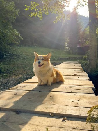 Foto de El perro corgi con sus sucias patas se sienta en el puente a través del arroyo y se ve astutamente a un lado. En el fondo de la casa del pueblo y los rayos gráficos del sol - Imagen libre de derechos
