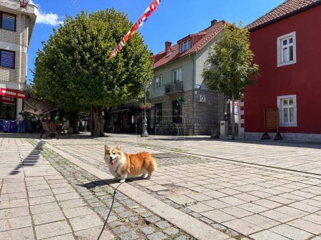 Foto de Los perros Corgi viajan a través de países. El perro está bajo una guirnalda de bandera en una calle peatonal. - Imagen libre de derechos