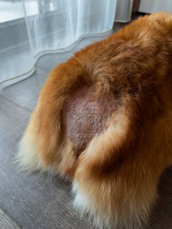 Foto de Eczema húmedo en un perro. Enrojecimiento y escamas de piel en escamas son visibles en la parte afeitada. Foto vertical, plano medio - Imagen libre de derechos