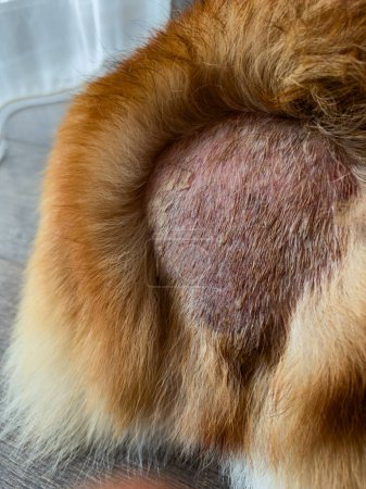 Foto de El eccema mojado en el perro. Enrojecimiento y escamas peladas de la piel. Cuidado de su mascota, cuidado de la salud - Imagen libre de derechos