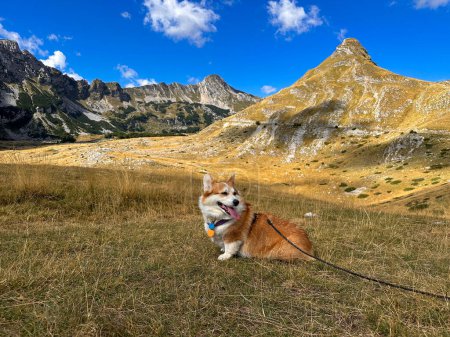 Photo for Travel with a dog: the main thing is not to forget the Poop Bags and the leash. The dog is blissfully closed with pleasure and beautiful views - Royalty Free Image