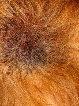 Foto de Enfermedad de la piel en perros. La lana esponjosa muestra enrojecimiento y costras oscuras en la piel. Foto vertical - Imagen libre de derechos