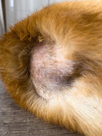 Foto de Calvo Corgi espalda: Perro afeitado un área alrededor de la cola para la manipulación médica. Foto vertical - Imagen libre de derechos